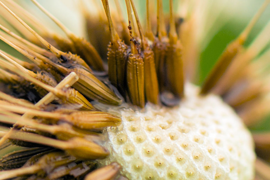 Pusteblume