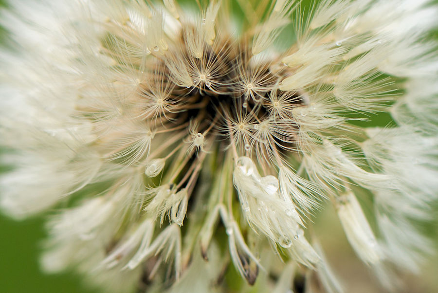 Pusteblume
