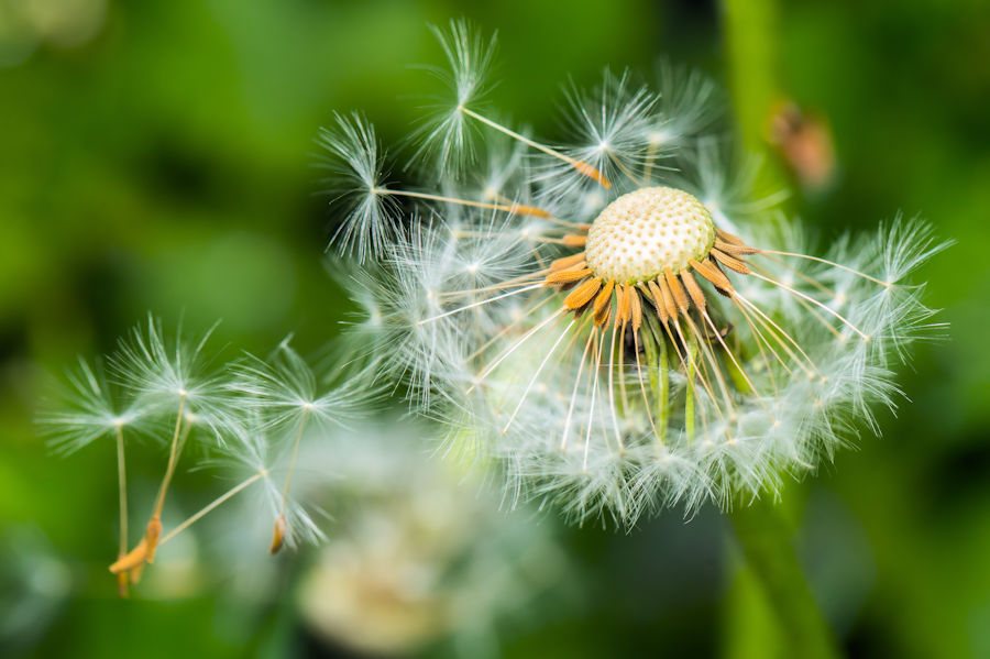 Pusteblume