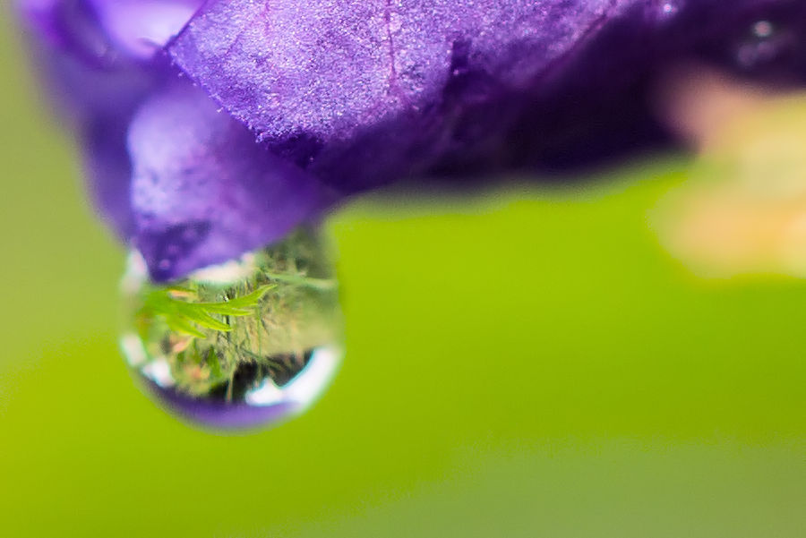 Regentropfen mit Spiegelung an einer Blüte