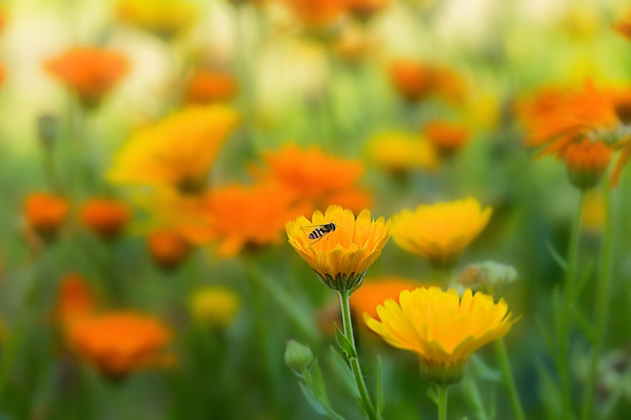 Ringelblumen mit Besucher