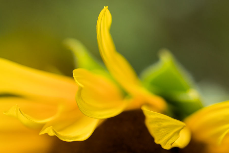 Sonnenblume