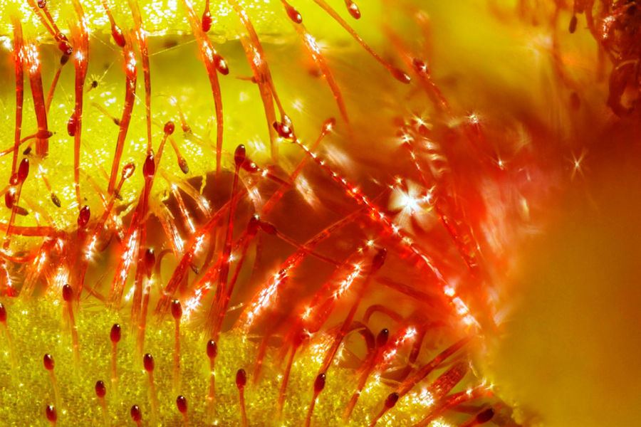Sonnentau Details