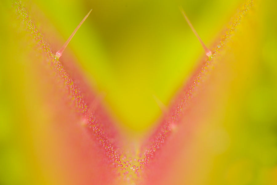 Venus Fliegenfalle