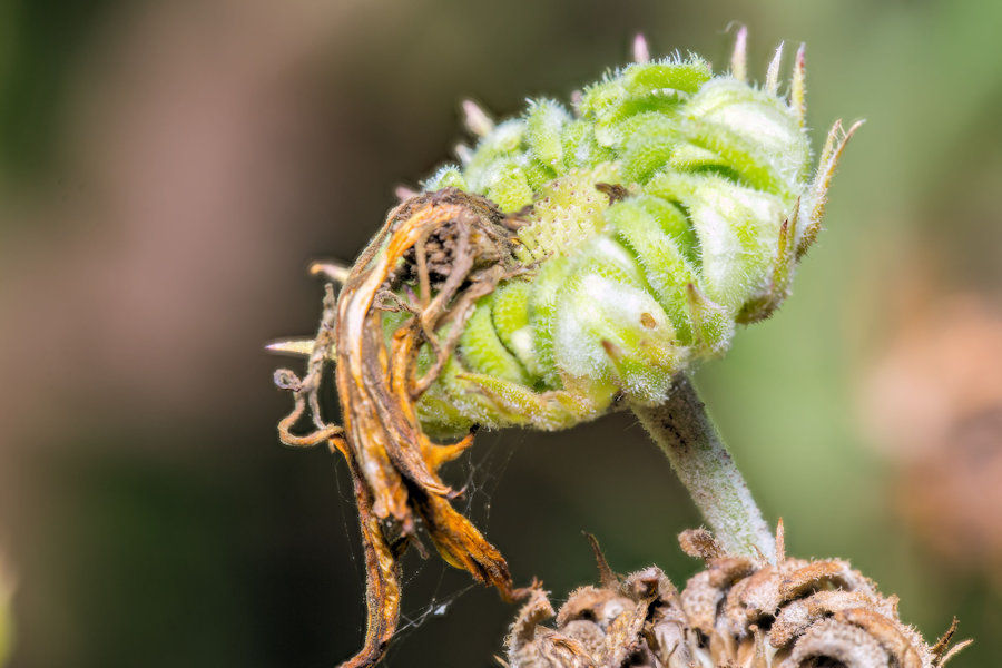 Verblühte Ringelblume