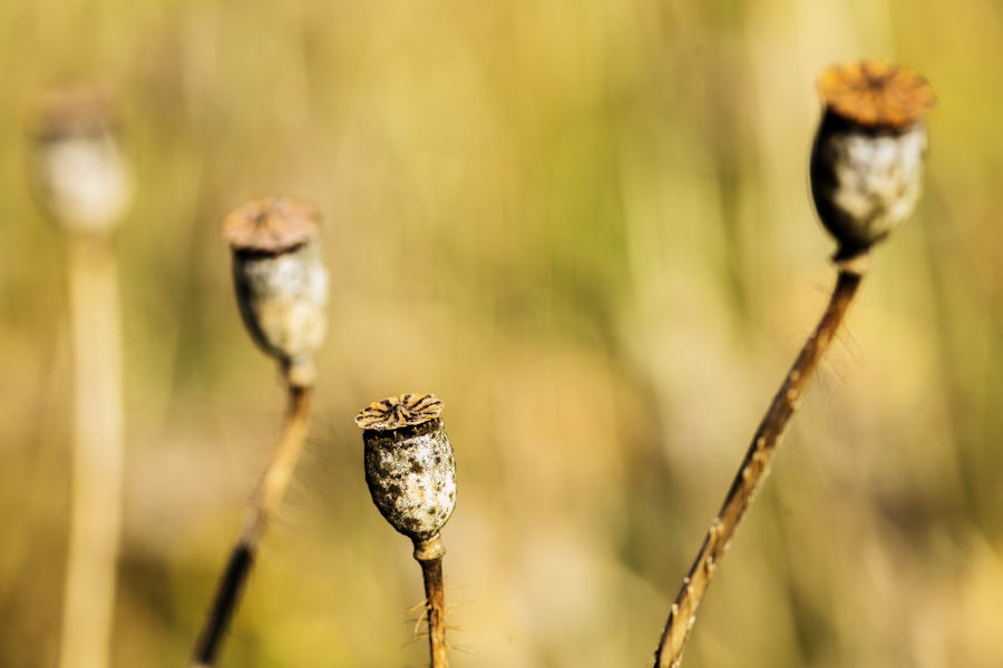 Verblühter Klatschmohn