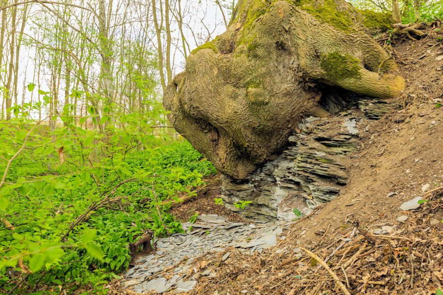 beim Laubach