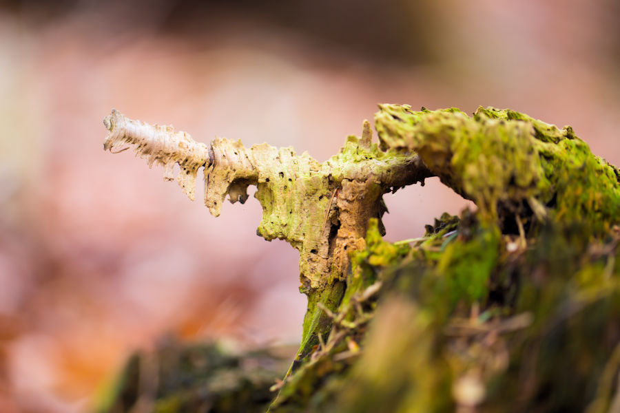 im Wald