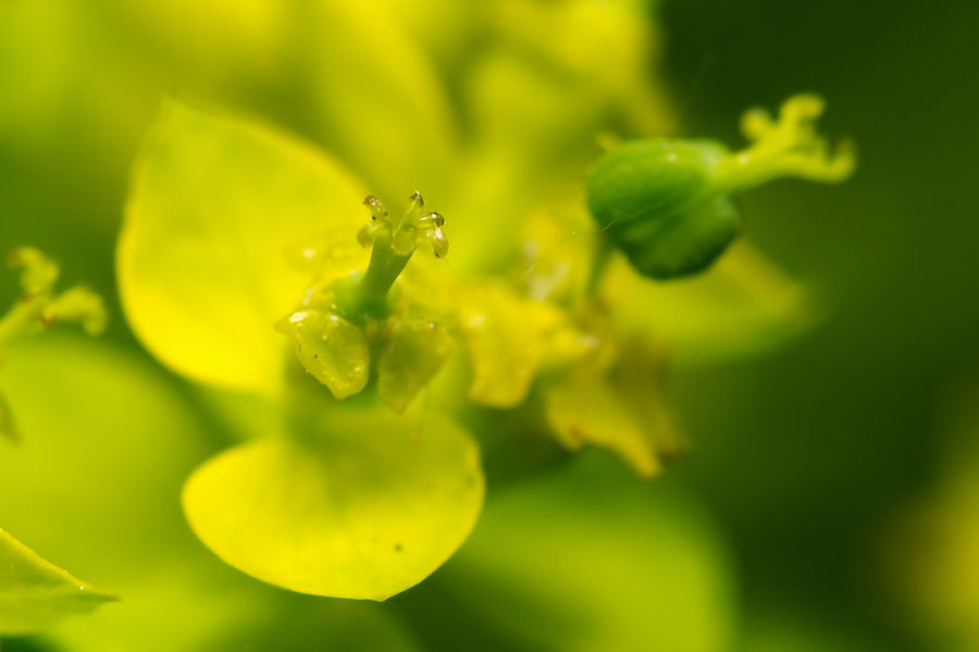 kleine gelbe Blüte