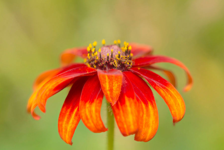 rot gelbe Blüte