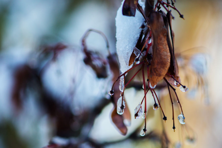Ahorn im Winter