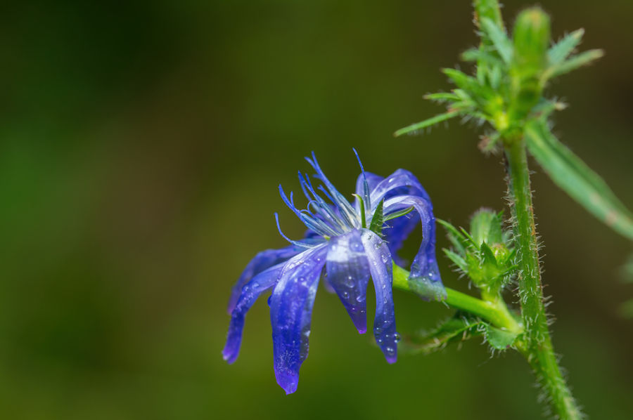 Blaue Blüte