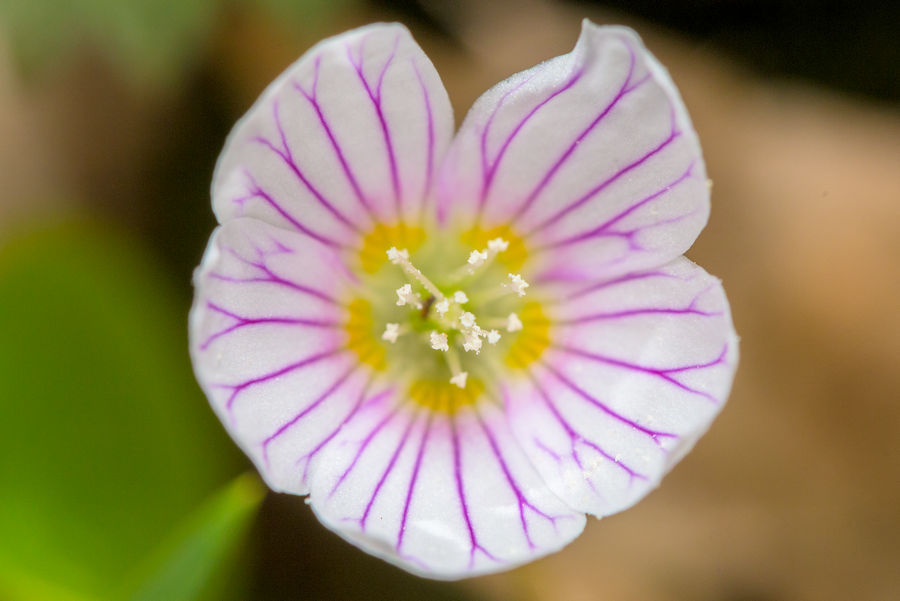 Blüte