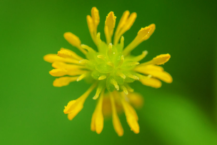 Blüte