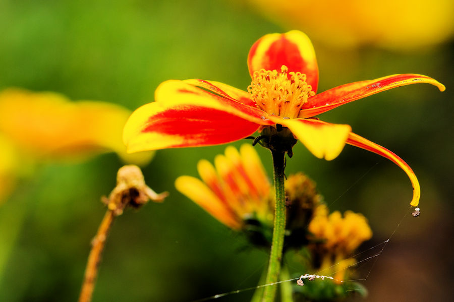 Blüte