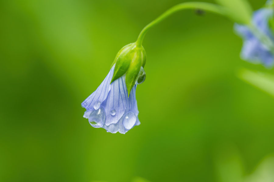 Blüte
