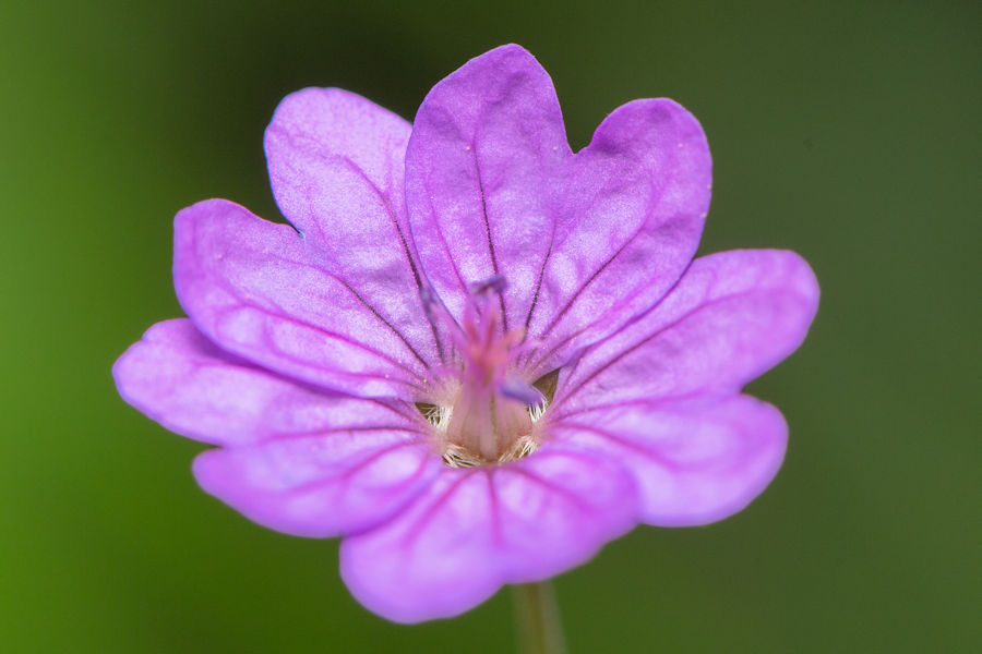 Blüte