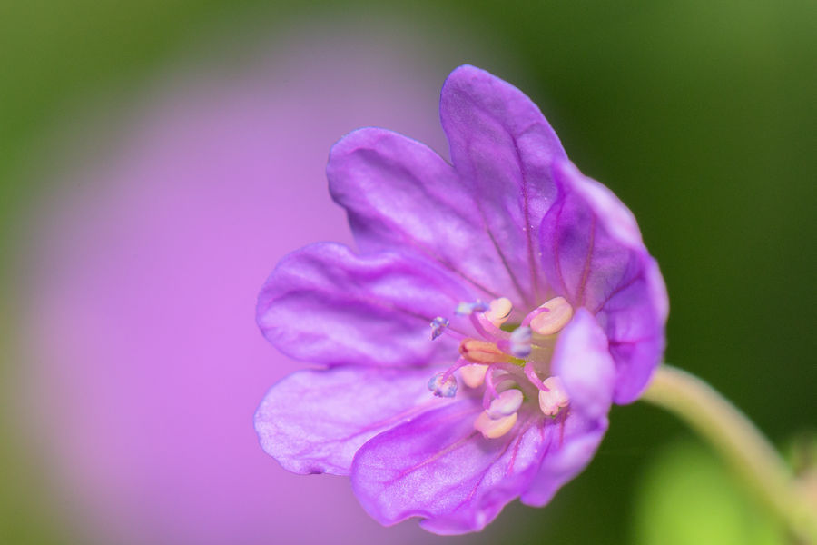 Blüte