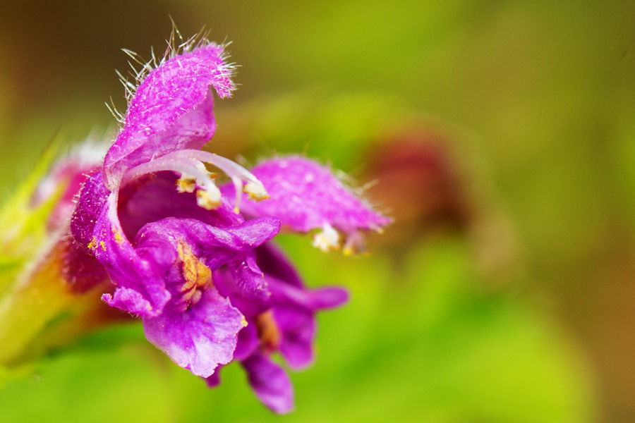 Blüte