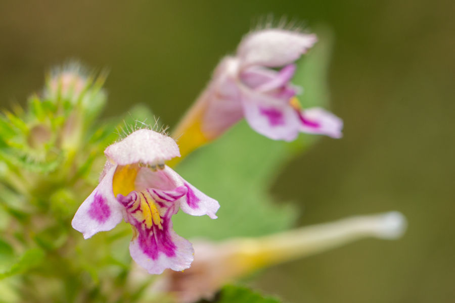 Blüte
