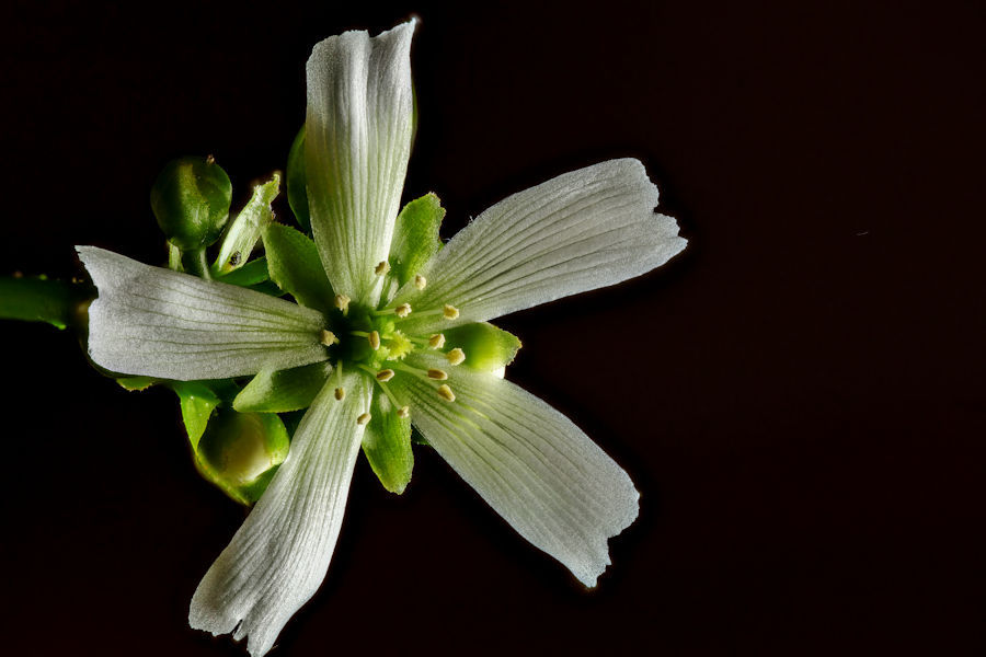 Blüte einer Venus Fliegenfalle