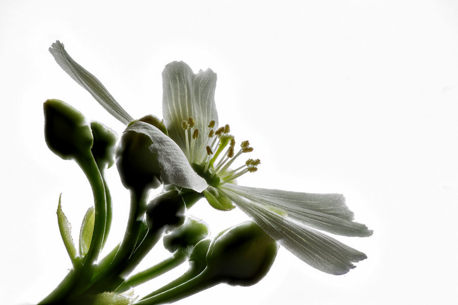 Blüte einer Venus Fliegenfalle