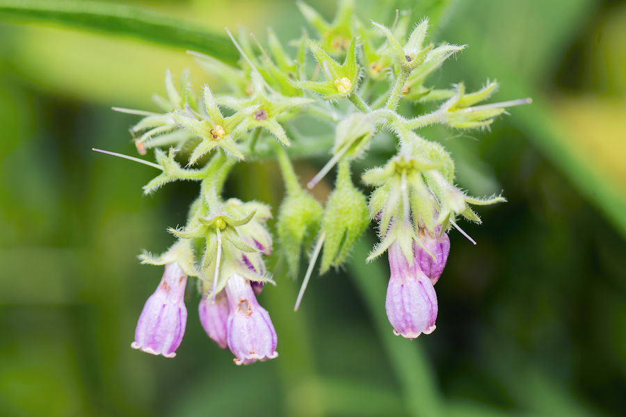 Blüten