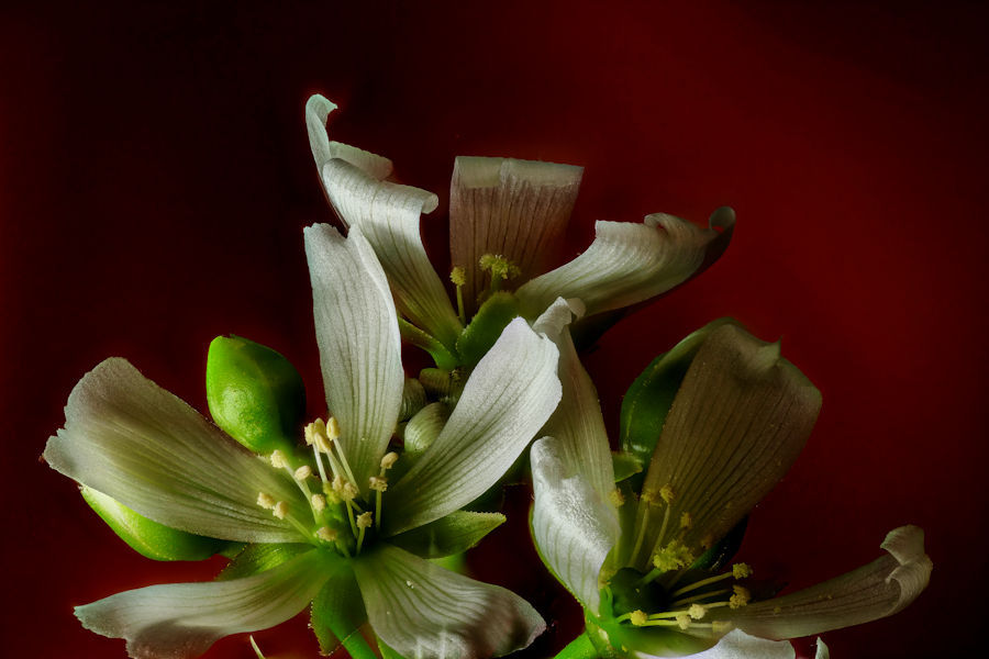 Blüten einer Venusfliegenfalle