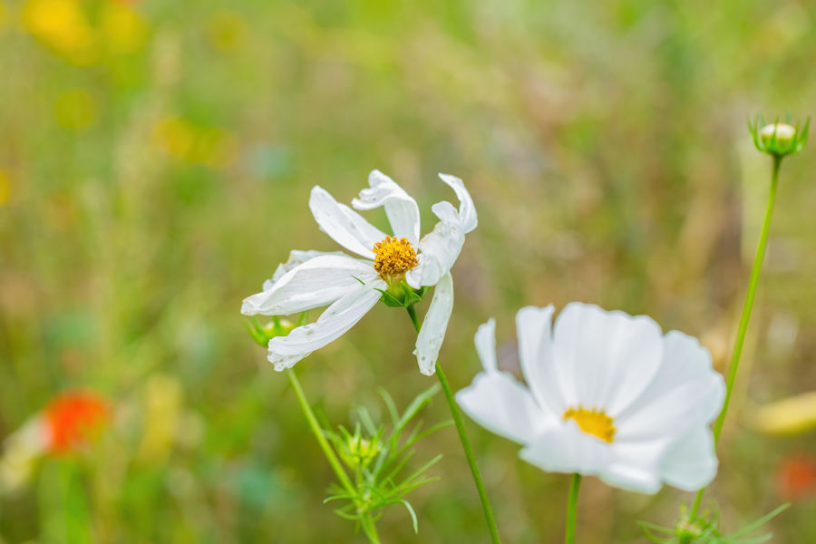 Blumenwiese