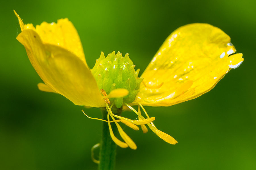 Butterblume