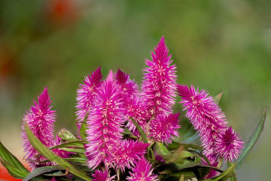Celosia Brandschopf