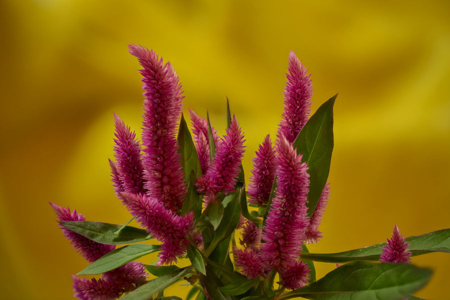 Celosia Brandschopf