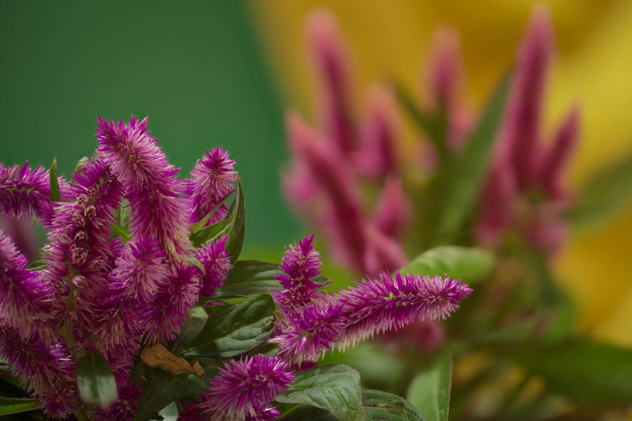 Celosia Brandschopf