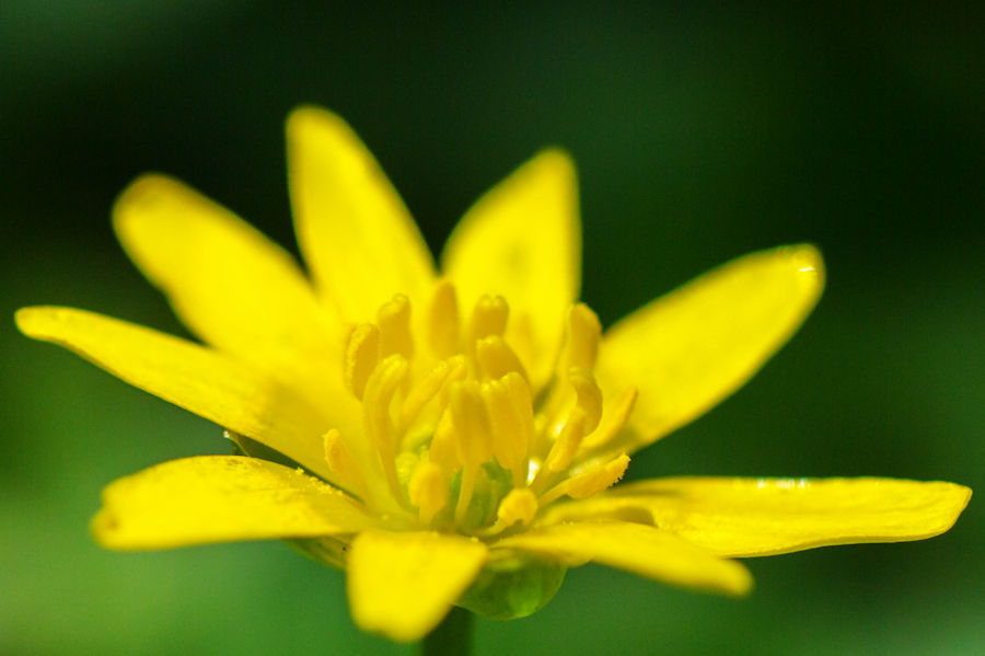 Gelbe Blüte