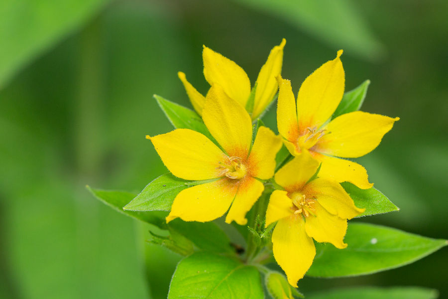 Gelbe Blüten