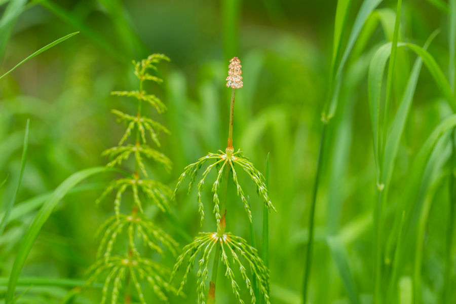 Gras im Wald