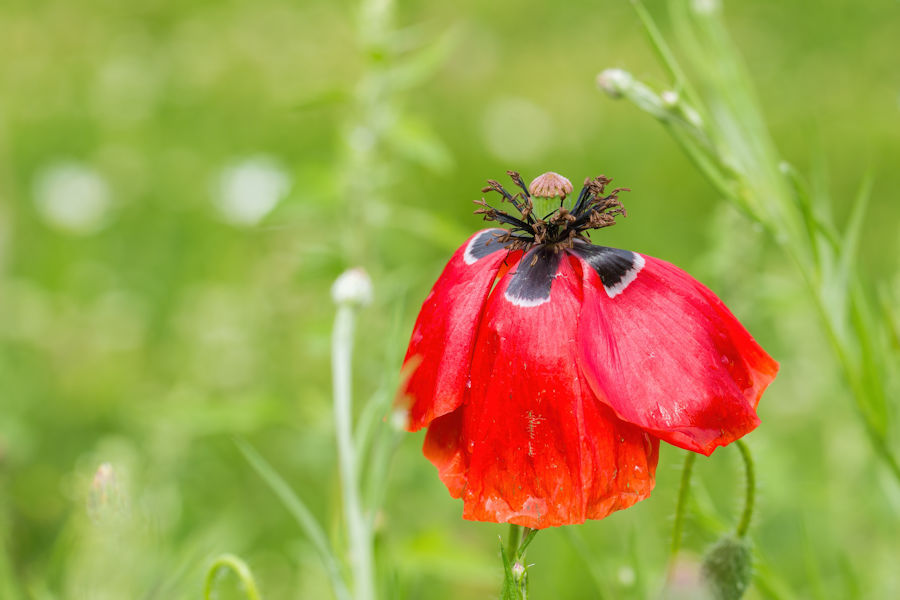 Klatschmohn