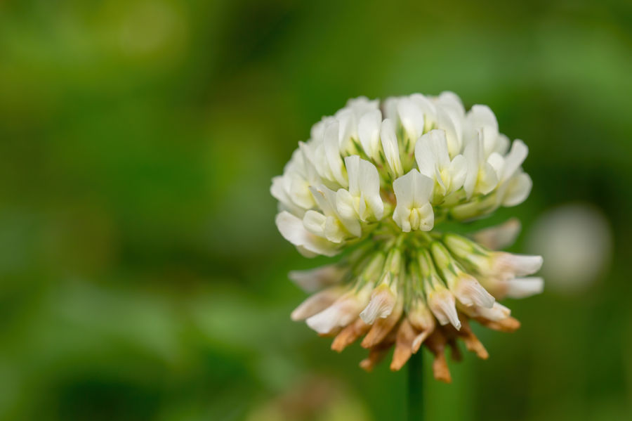 Kleeblüte