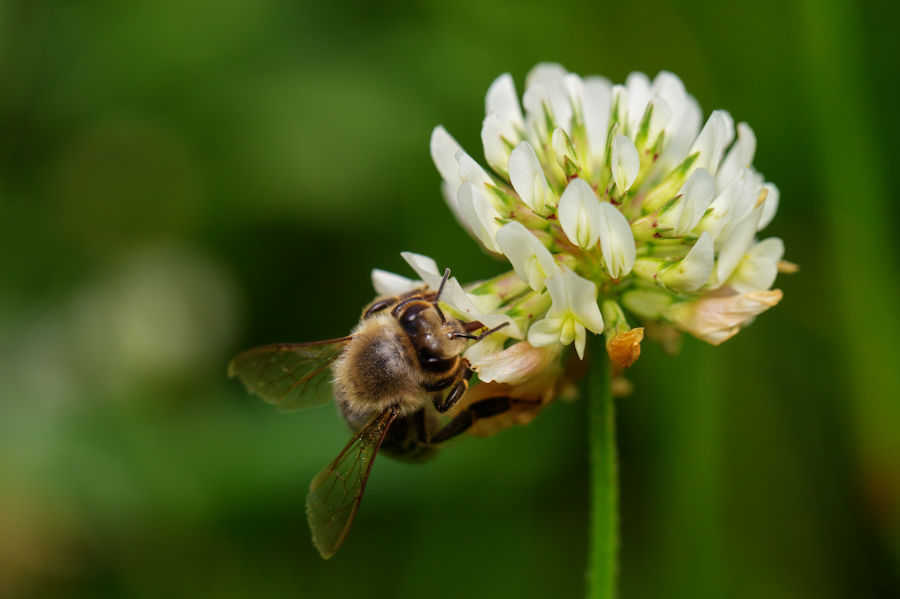 Kleeblüte mit einer Biene