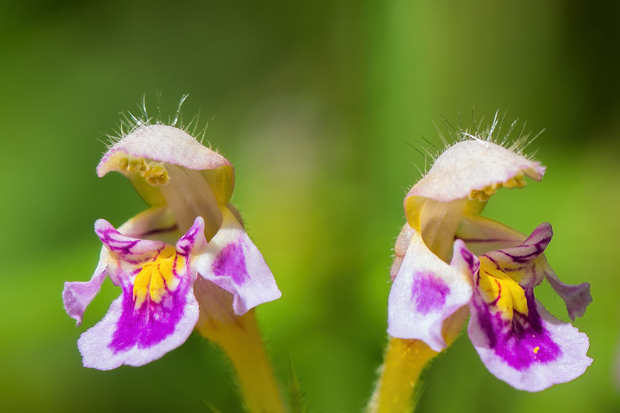 Nesselblüte