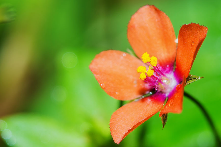 Orange Blüte