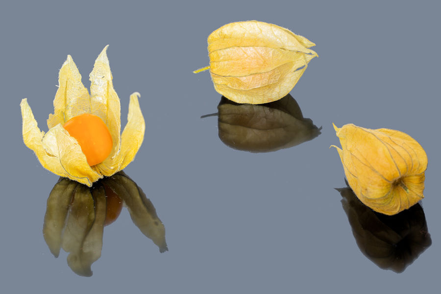 Physalis