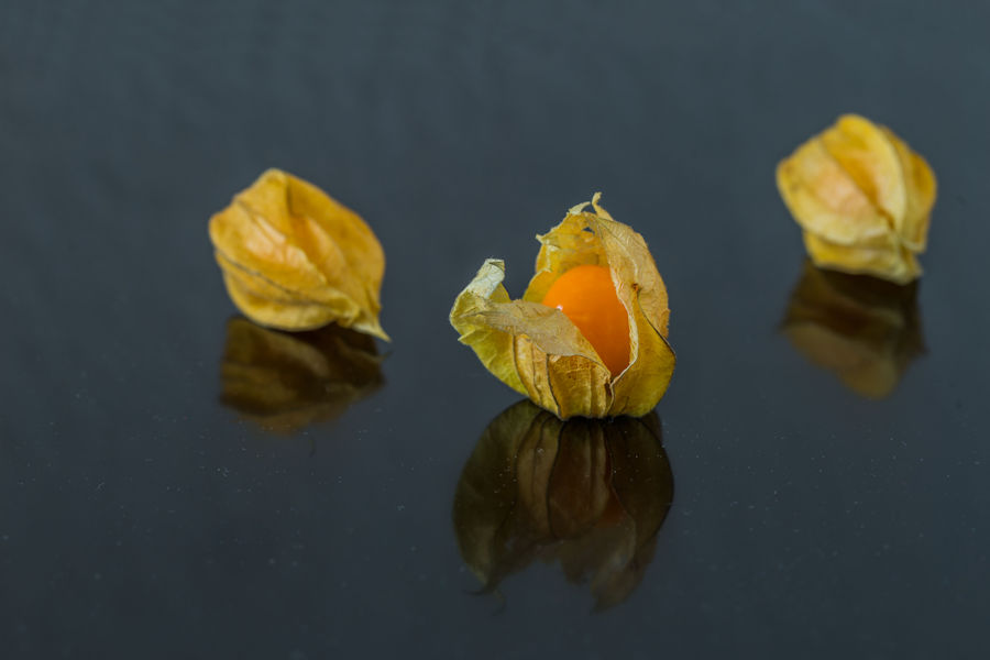 Physalis