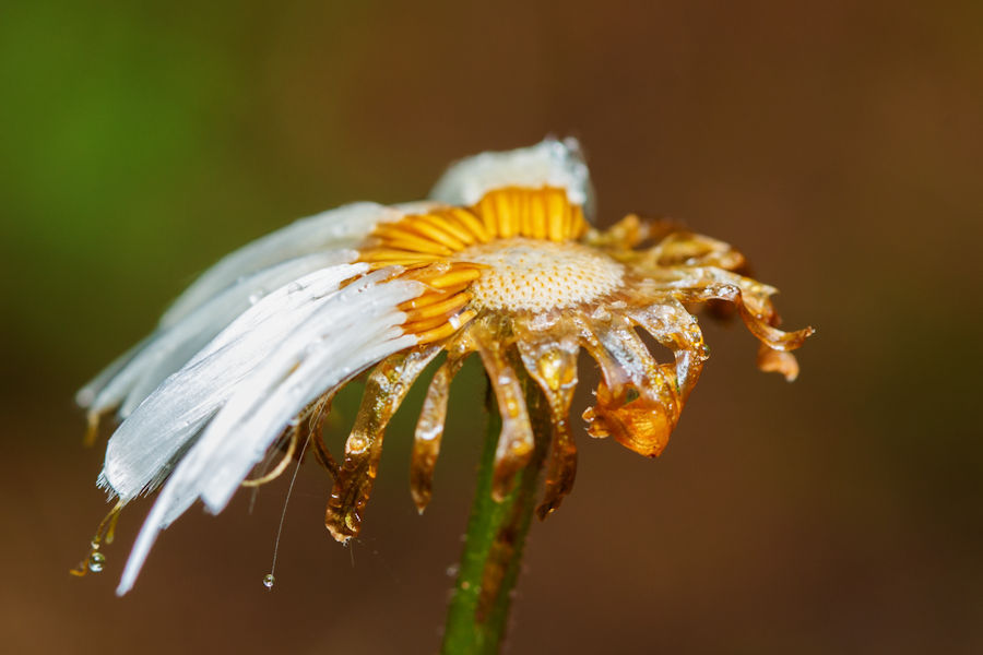 Pusteblume