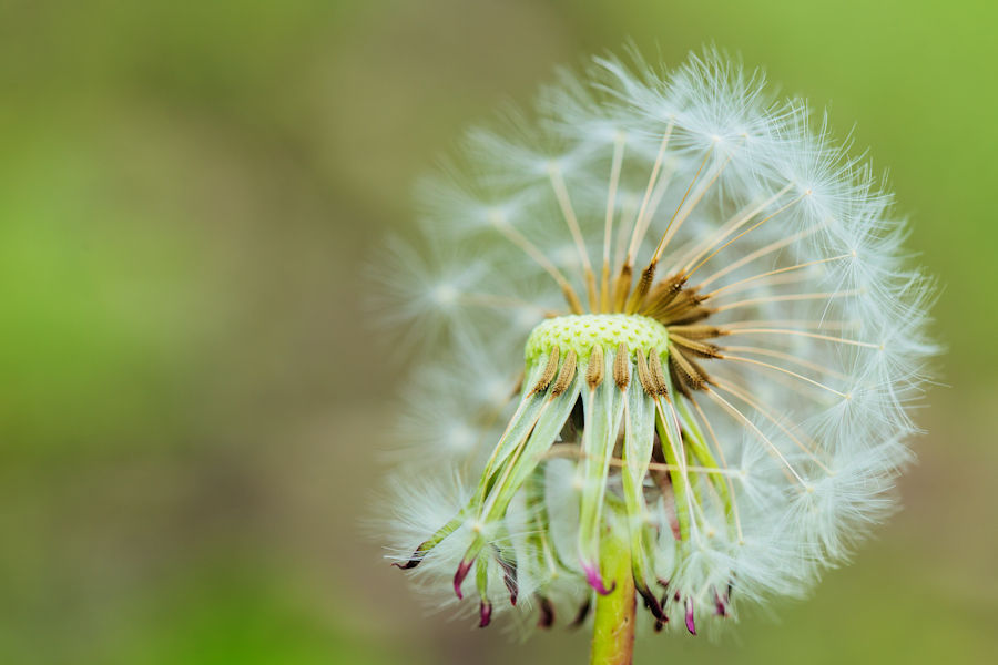 Pusteblume