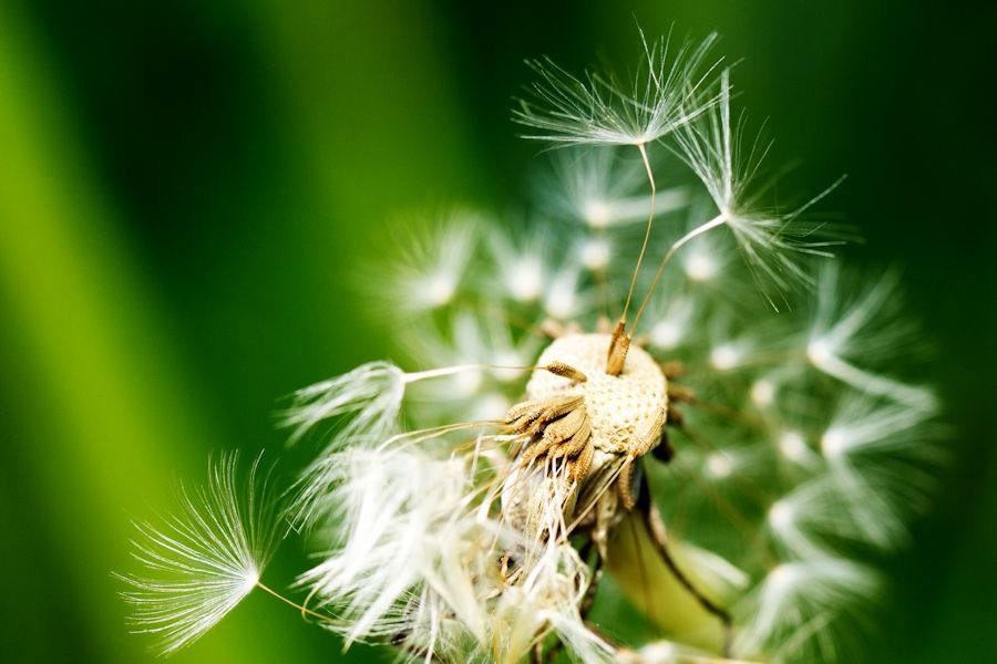 Pusteblume