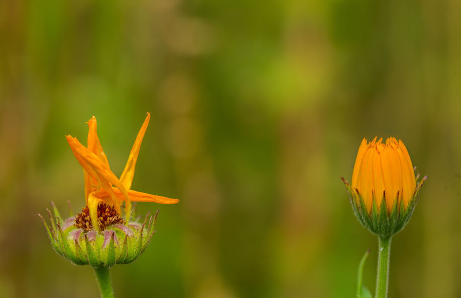 Ringelblumen