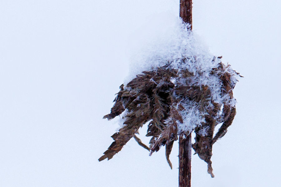 Schneebedeckte verblühte Pflanze