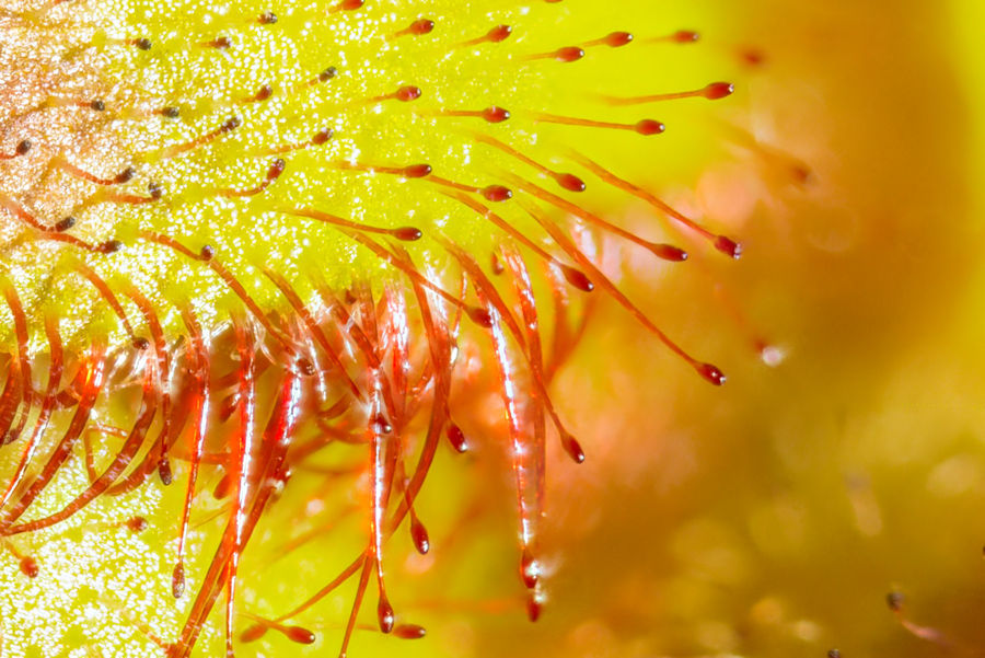Sonnentau Details