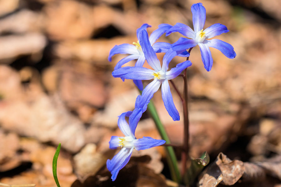 Sternhyazinthe